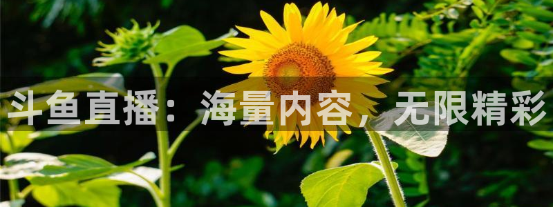 咪咕足球直播免费观看：斗鱼直播：海量内容，无限精彩